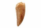 .74" Raptor Tooth - Real Dinosaur Tooth - #201877-1